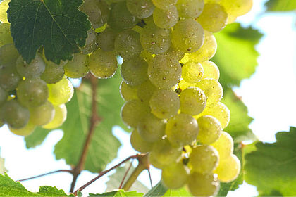 Riesling Trocken QbA Weingut Loewen