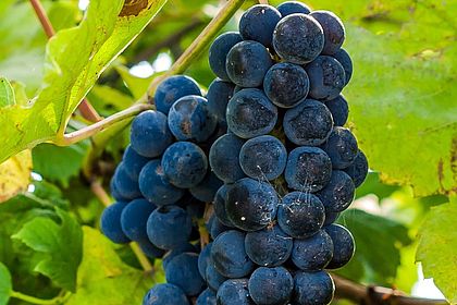 La Belle Enseigne Malbec Pays d'OC