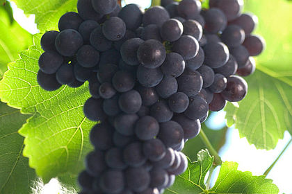 Blanc de Noir Georg Albrecht Schneider