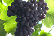 Blanc de Noir Georg Albrecht Schneider