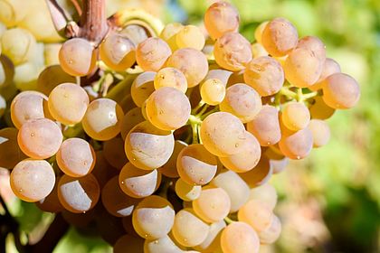 Viognier Pay d'OC "Esprit Cépage"