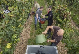 Riesling QbA