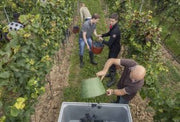 Riesling QbA